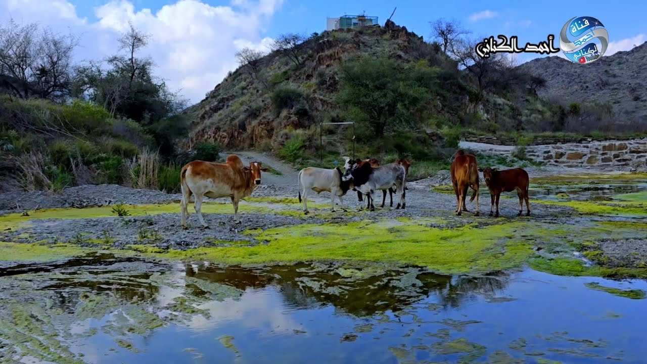 طريق بني عدوان - وادي تربة زهران  الطريق السياحي وصولاً مدينة المندق  منطقة الباحة الأثنين 11-8-1446