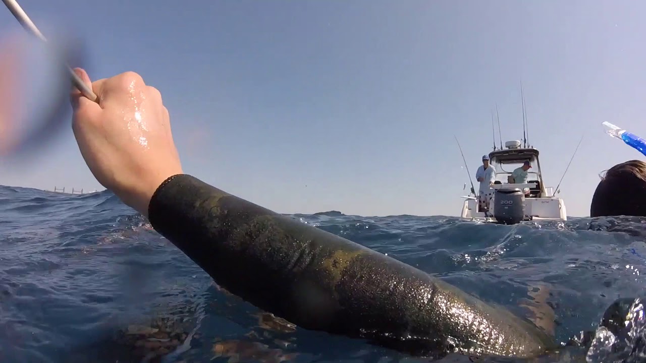 Spearfishing Mooloolaba