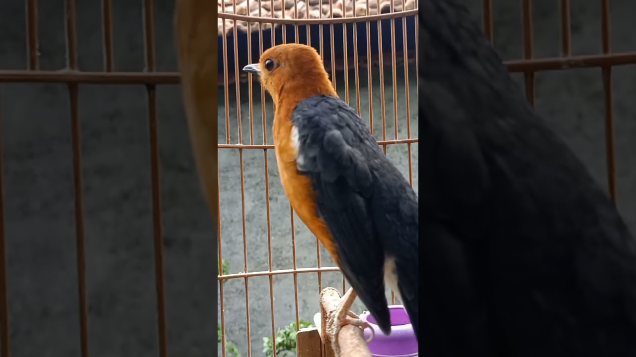 ANIS GACOR #anismerah #birds #viral #short