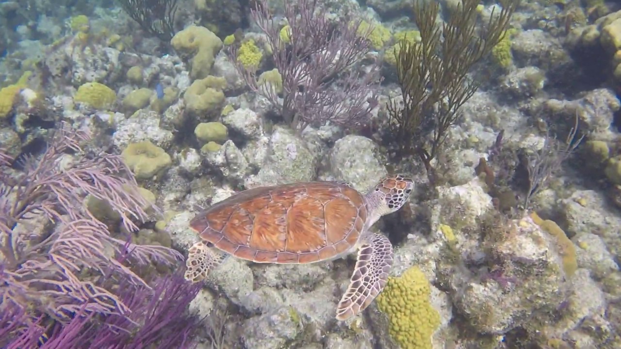 Hawksbill Turtle at Smith's Reef, Turks and Caicos Islands