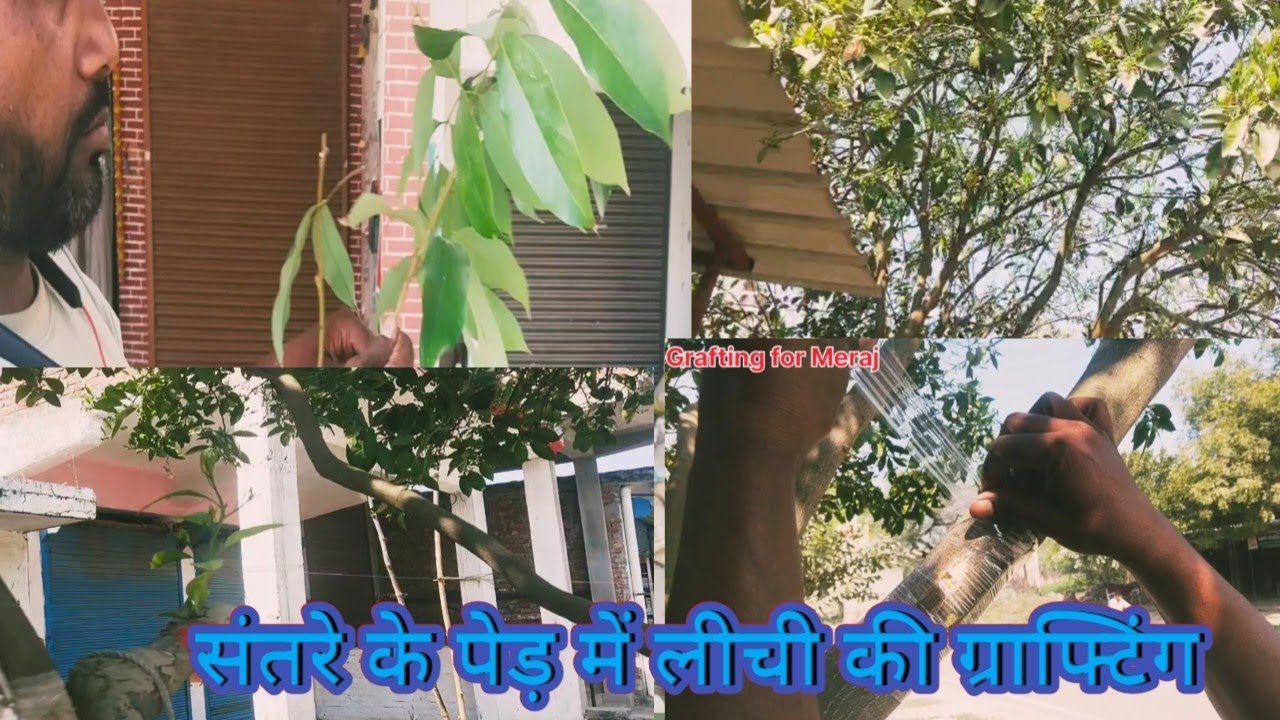 संतरे के पेड़ में लीची की ग्राफ्टिंग। Santare ke ped me Lichi ki grafting.by Grafting for Meraj.
