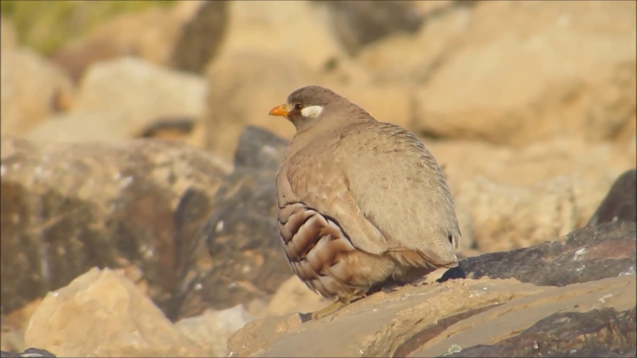 Sand Partridge - קורא