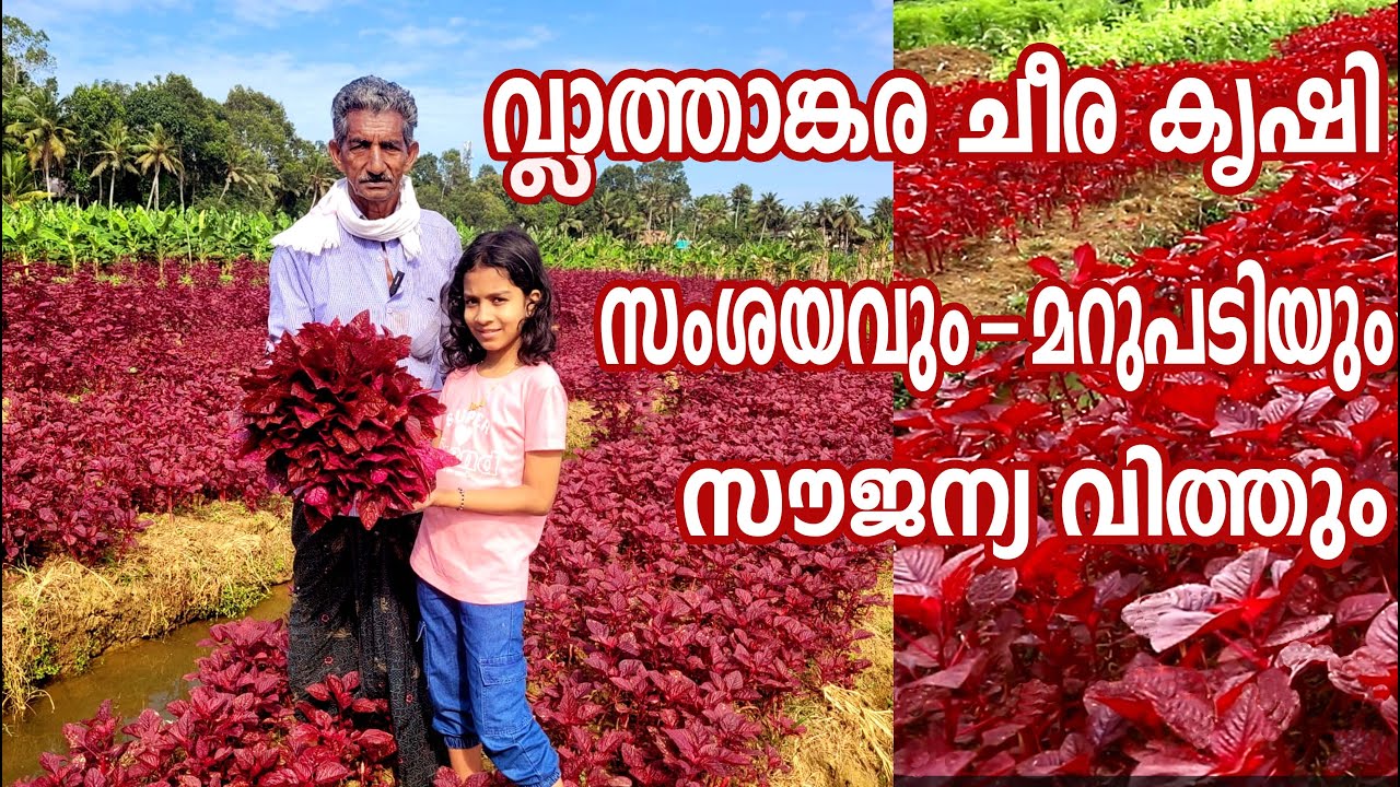 Vlathankara Cheera Krishi അറിയേണ്ടതെല്ലാം |Original Vlathankara cheera seeds online|Free Seeds