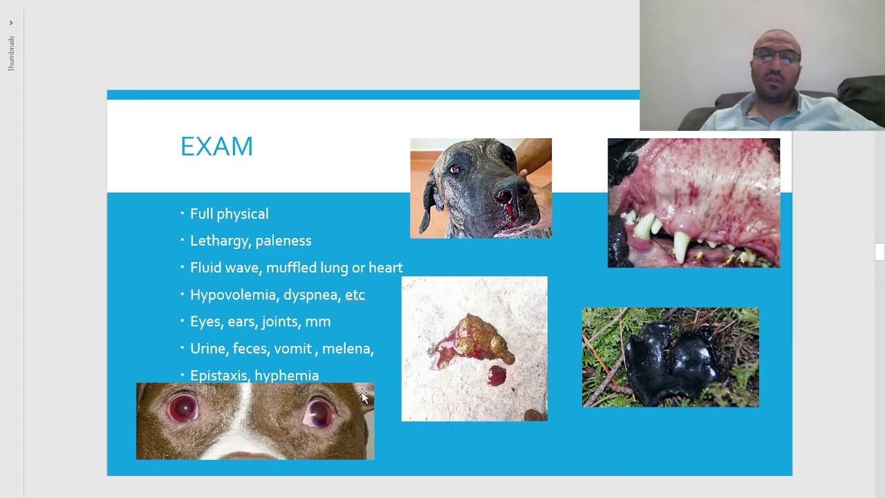 Chapter 4: ER/Toxicology 2.Anticoagulant rodenticide هو الكلب أكل سم الفئران ?  طوارئ حيوانات اليفة.