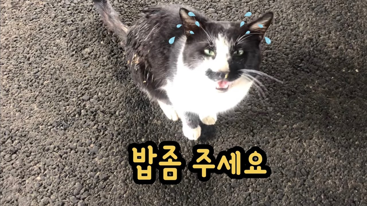 한파에 굶어죽기 직전 고양이에게 밥을 줬더니…  [ 꼭 봐야하는 영상 ]