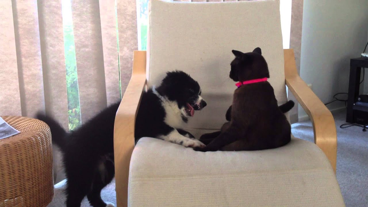 12 week old border collie vs Cat