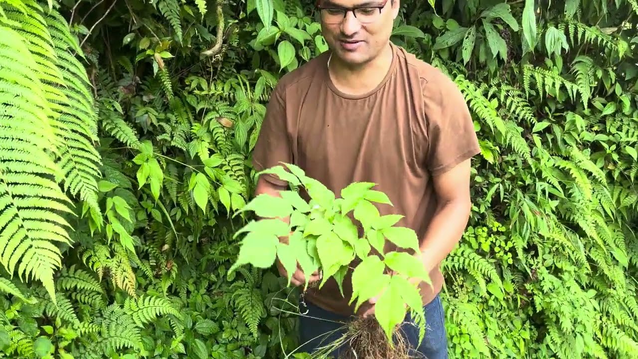 ठुलो ओखती वा हरचुरको फाईदाहरु । This plant cures backbone ache,  ulcer, cancer and more diseases !!!