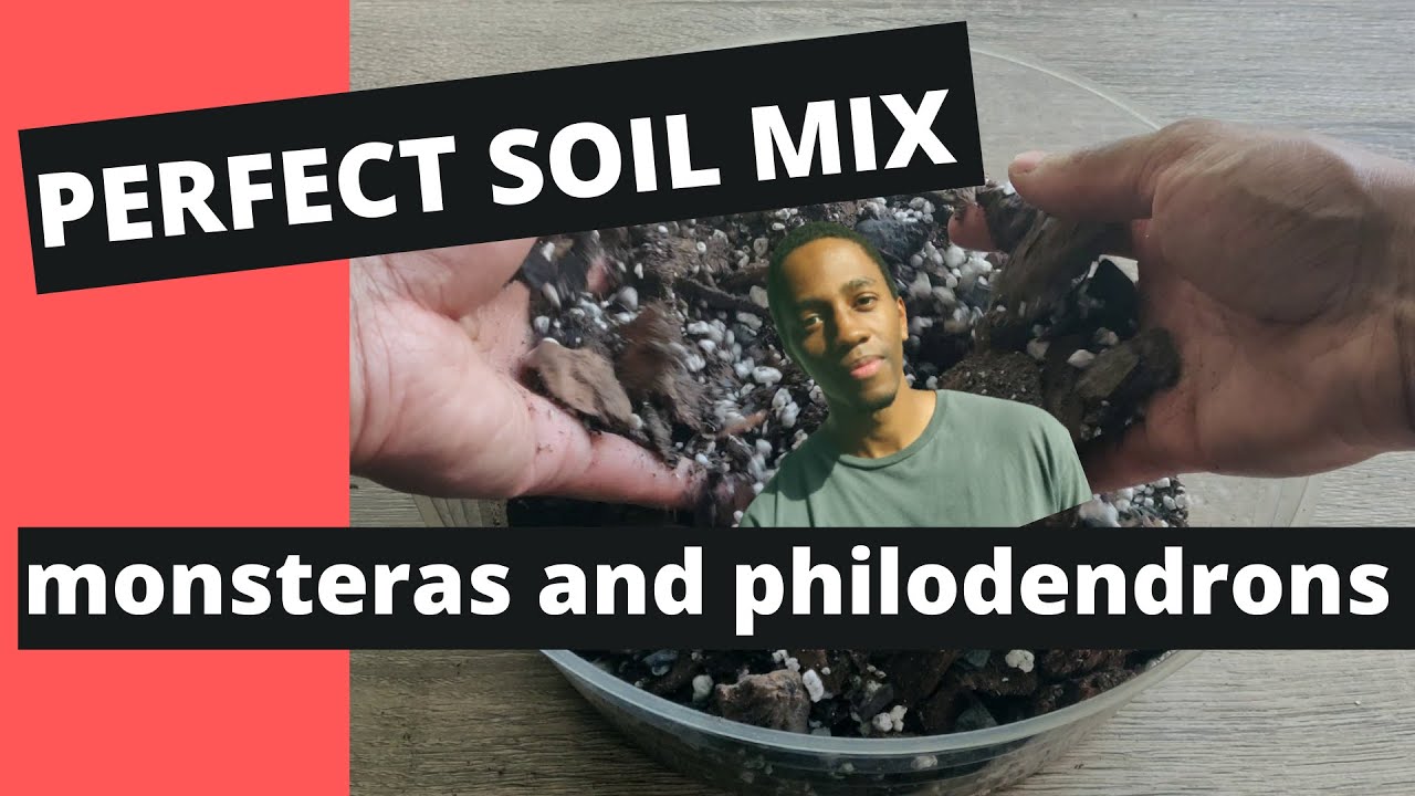 3 Simple Soil Mixes to Speed up Root Growth for Monstera and Philodendron