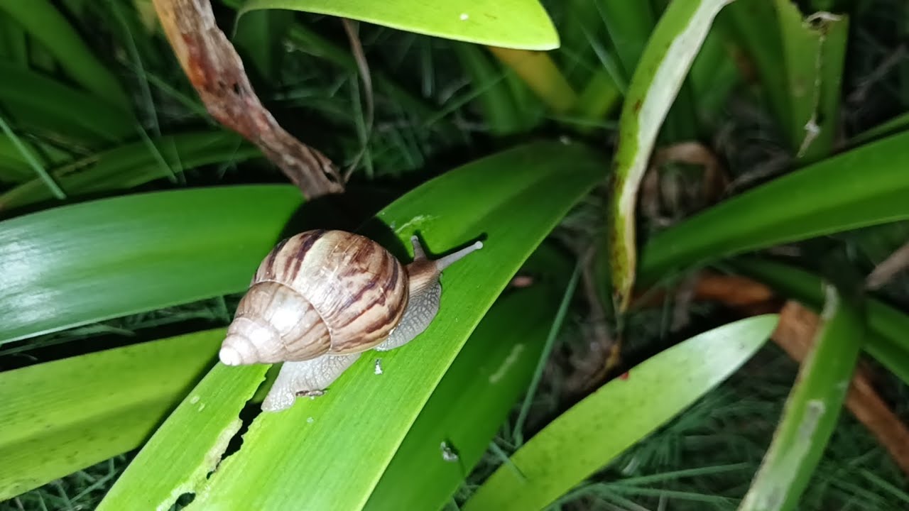 Ốc sên 🐌🐌🐌ăn lá cây🥬🥬🥬