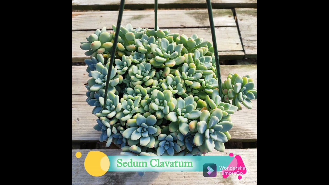 Sedum clavatum (Description and Care Tips)