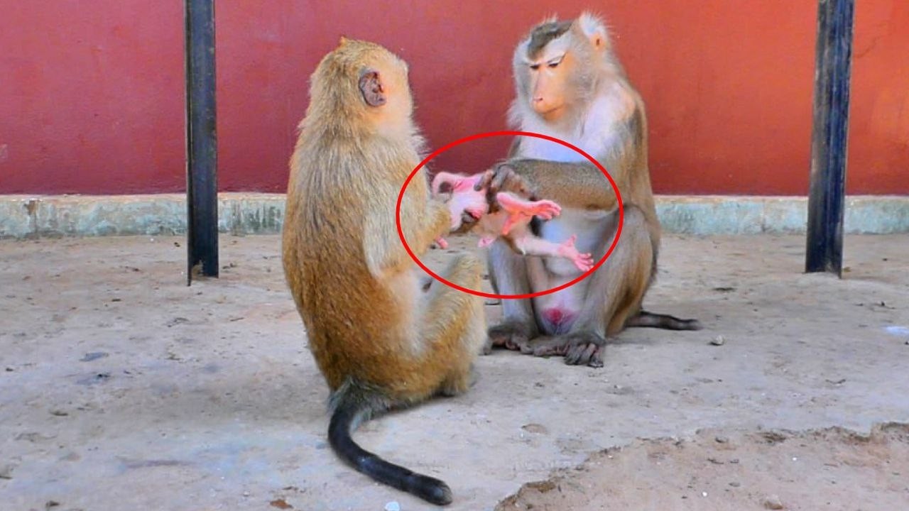 Wow unbelievable! Monkey tries to kidnap Newborn Monkey Levy from LIBBY.
