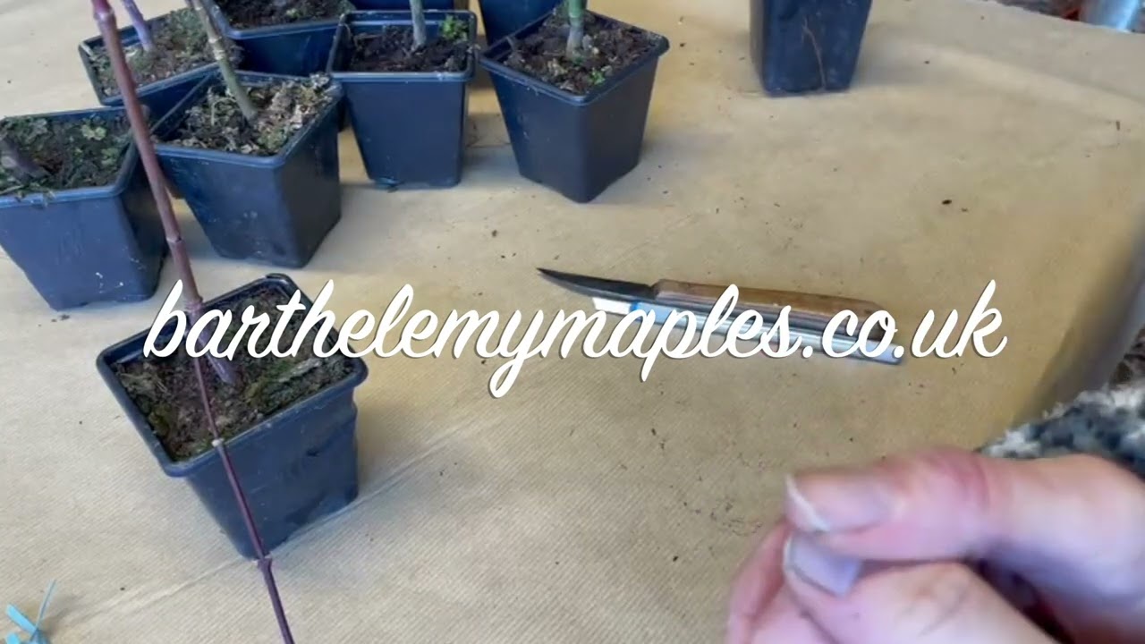 How to graft Japanese Maples; Instruction and kits