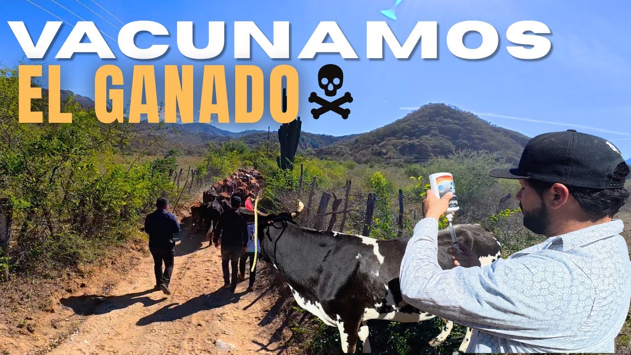 Vacunamos el Ganado en Tamazula