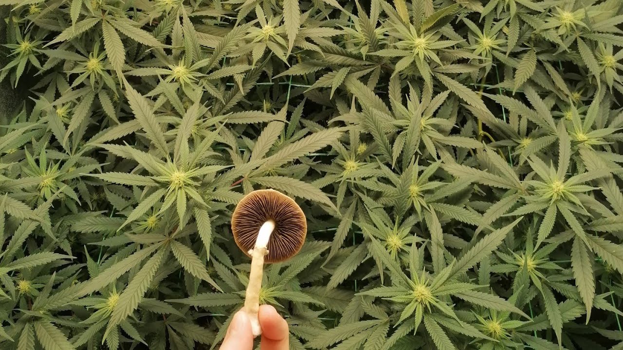STARDAWG UPDATE INDOOR GROW