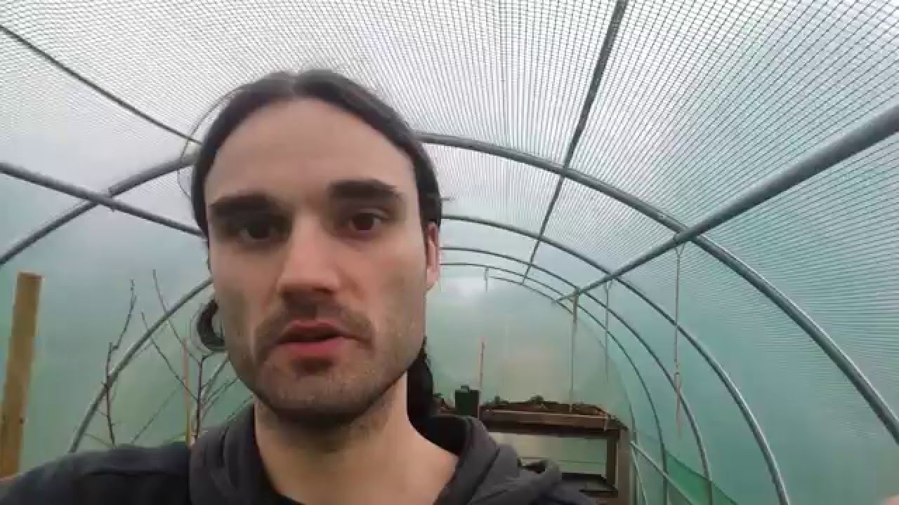 How to care for strawberries in Winter.