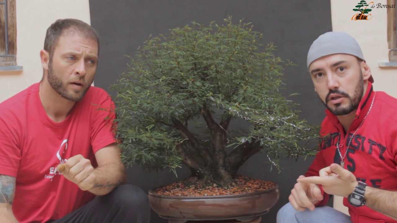 TRABALHO DE MADEIRA MORTA EM BONSAI DE CALLIANDRA ROSA