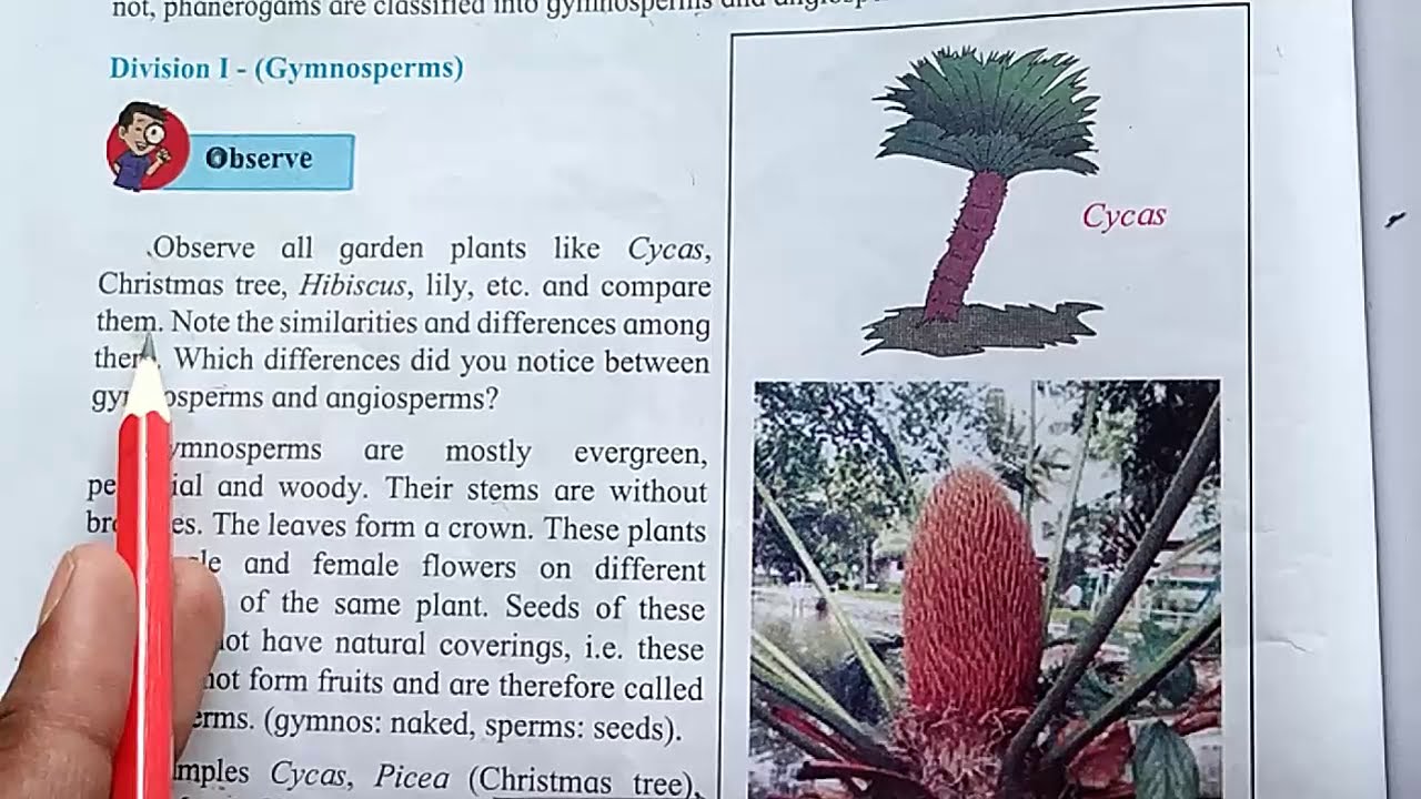 6.Classification of Plants 9th Science - 2.Phenerogams | SSC Maharashtra State Board
