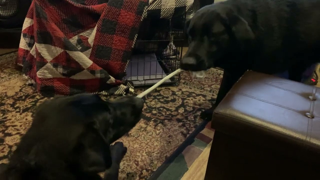🐾🐾🐾