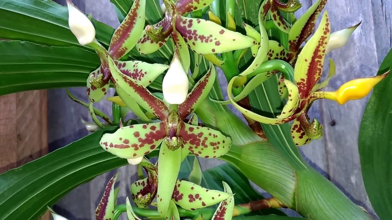 Cultivo de Cycnoches e os resultados obtidos aqui.