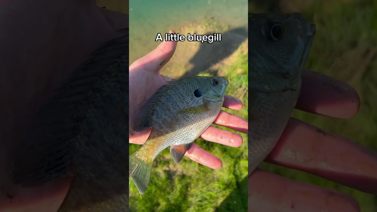 Fishing with a ROOSTER TAIL? #fishing #shorts