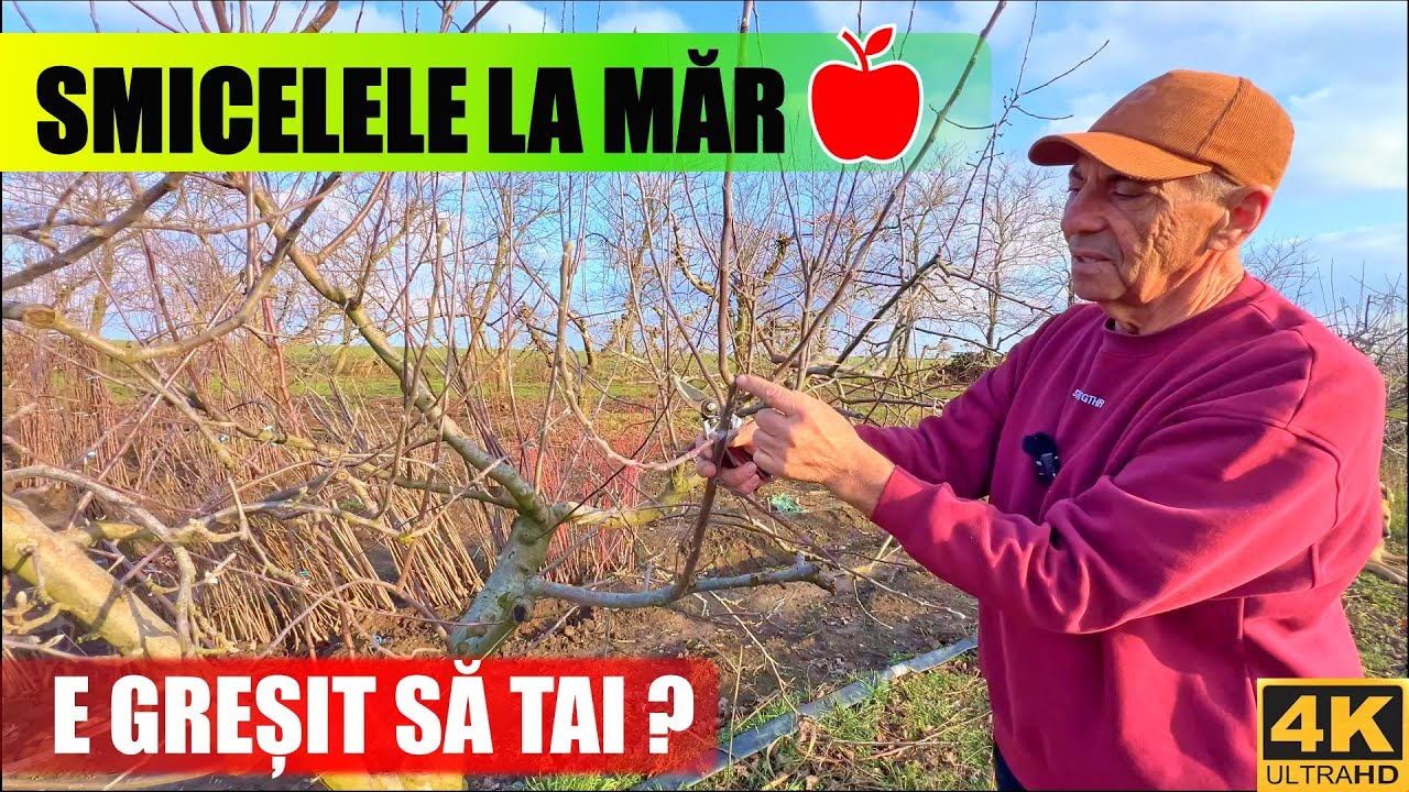 🌿✂️Что делать с длинными побегами яблони?🍎
