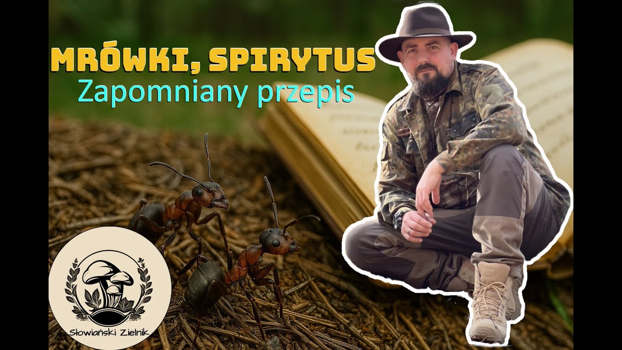 🐜🍶📜 Mrówki, spirytus i dawna farmakopea – zapomniany przepis 🐜🍶📜