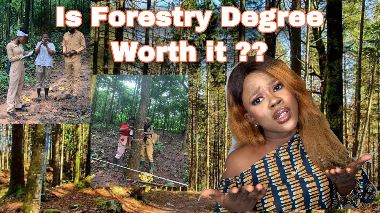 Is FORESTRY DEGREE Worth it? What you need to know about Forestry Degree