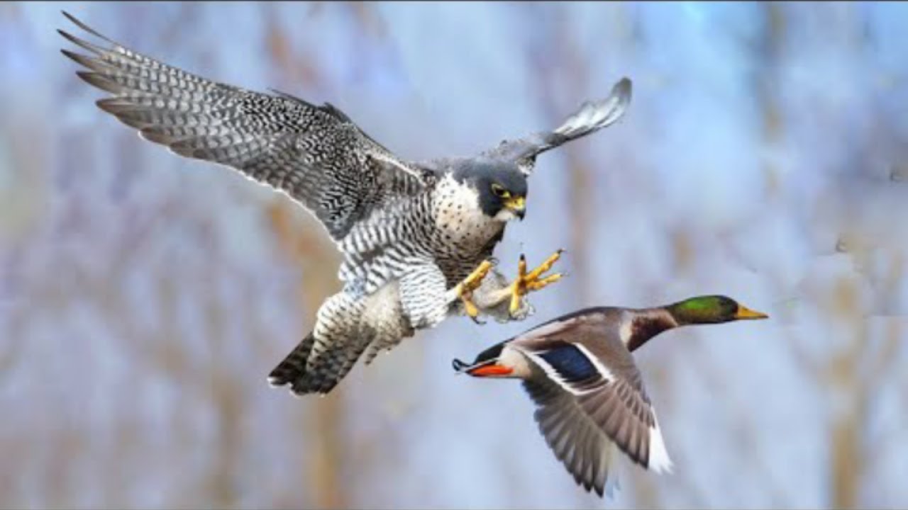 Incredible Raptors Attacks |  Hawk vs Duck, Eagle vs Snake, Falcon vs Pigeon, Bats & other Animals