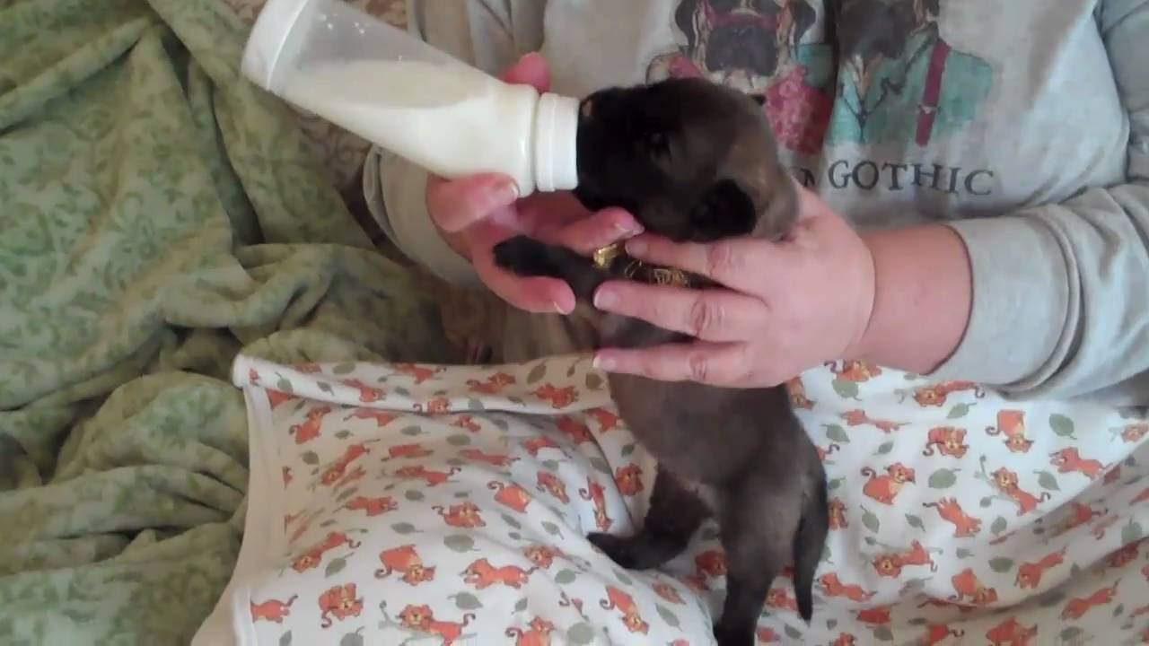 Bottle Feeding 13 Mastiff Puppies