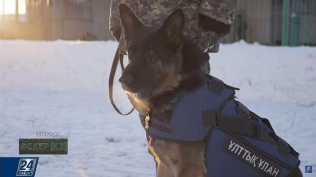 Кинологиялық қызметтің қыр-сыры | Әскер KZ