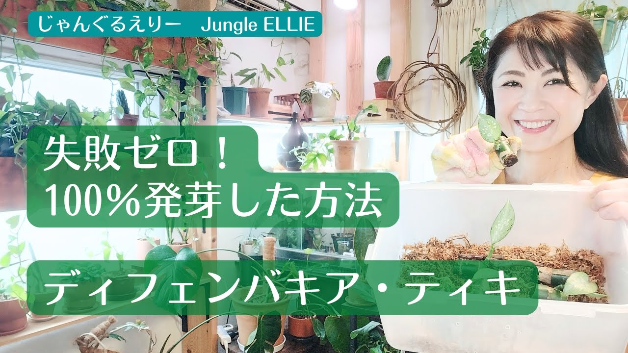 【ディフェンバキア・ティキ】解体2か月後の茎伏せの様子と成功率100％の秘訣を考えてみました！モンステラ・デリシオーサ、フィロデンドロン・ドラゴンリーフ茎伏せ後も紹介　[観葉植物]ー　Ep.173