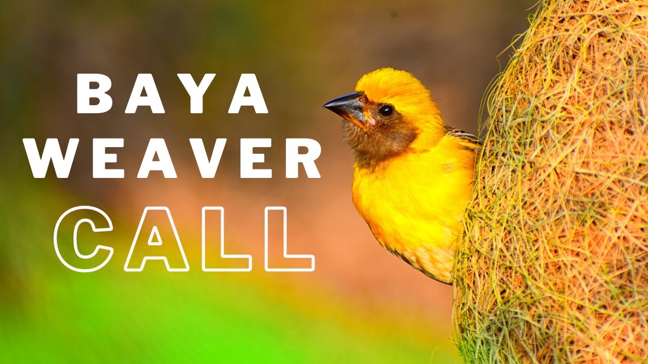 baya weaver bird call | Ploceus philippinus bird call | सुगरण | बाया | विणकर | सोनचिडी