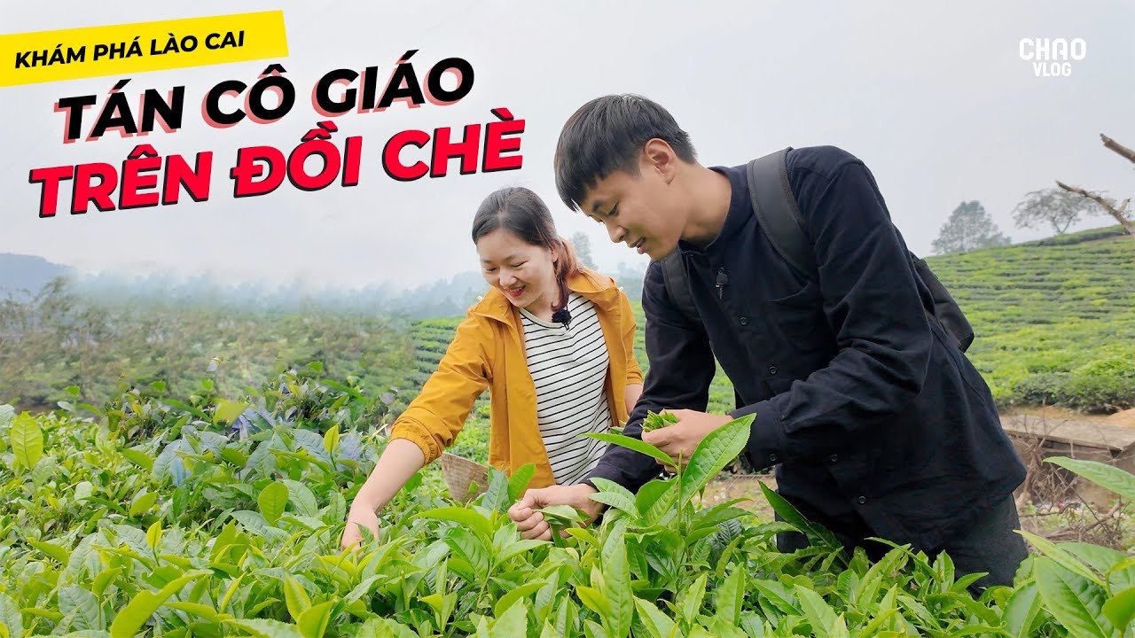 Tán Cô Giáo Mầm Non Trên Đồi Chè Được Gả Làm Rể Nhưng Có Kẻ Ngáng Đường!
