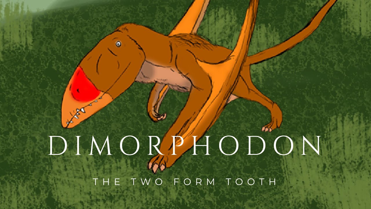 Paleo Log: Dimorphodon
