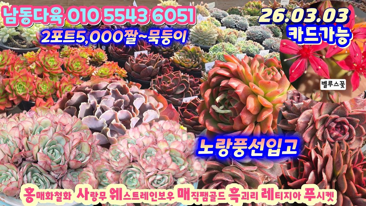 남동다육(1) 예쁜묵둥이들 많네요/노랑풍선 제스타 홍매화철화 딥레드 나나후크미니 벤바디스 사랑무 덕양갈메기등