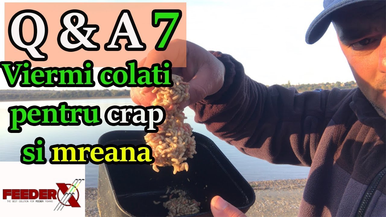Q&A 7 - Viermi colati pentru crap si mreana