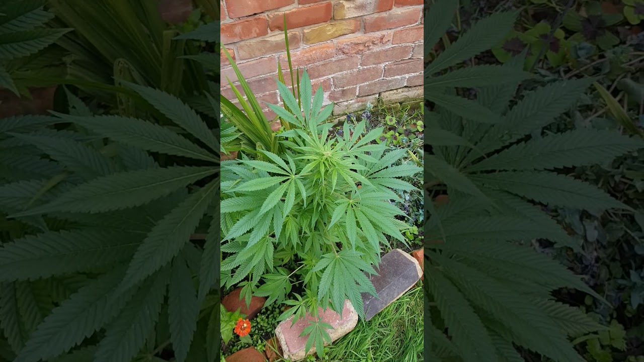 UK weed grow 2019