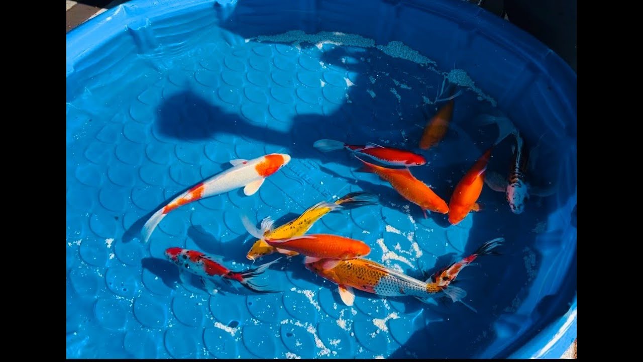 Easy DIY Raised Koi Pond Build | Acrylic Window | 1200 Gallons