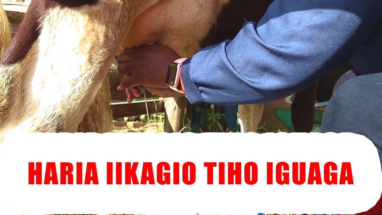 HARIA IIKAGIO TIHO IGUAGA