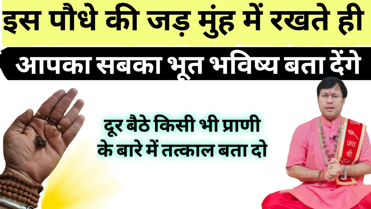 इस जड़ी को मुंह में रखते शक्तियां .आकर बताएंगी भविष्य!( आपके घर के पास ये पौधा मिलता है)