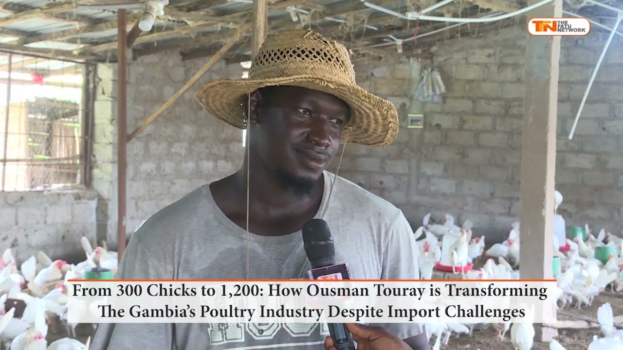From 300 Chicks to 1,200  How Ousman Touray is Transforming The Gambia’s Poultry Industry Despite Im