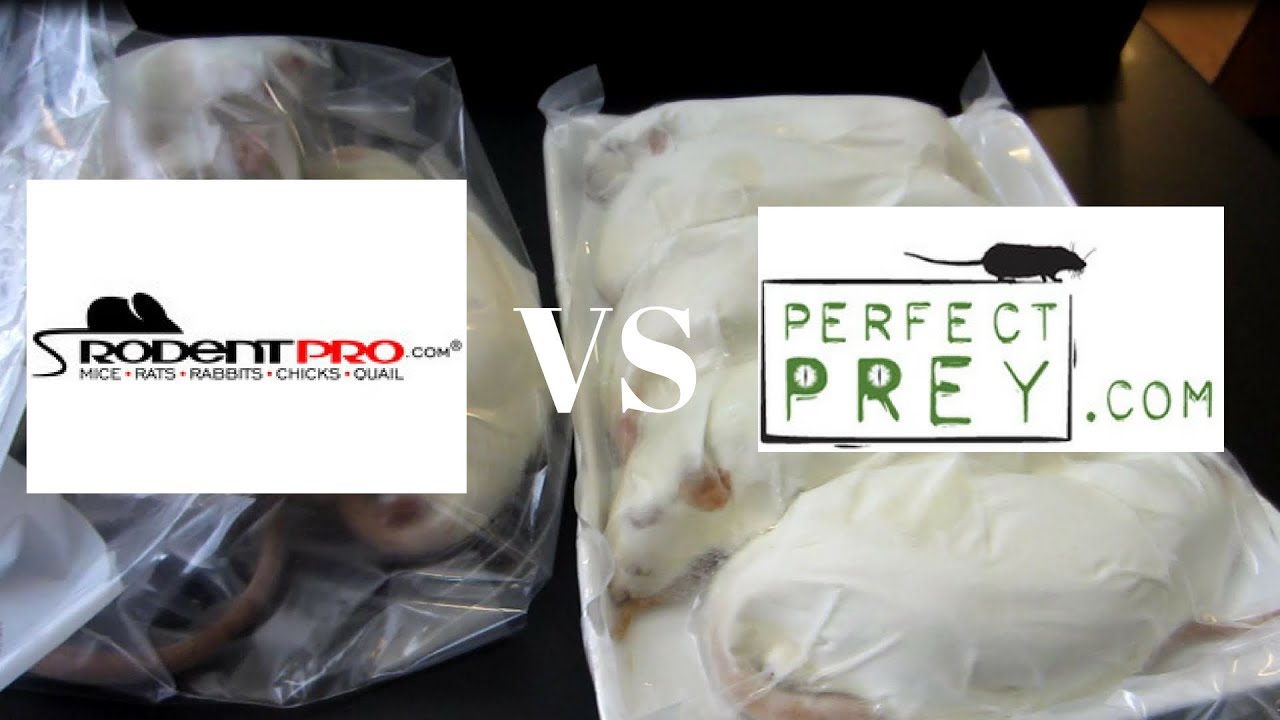 Rodent Pro VS Perfect Prey - Benjamin's Exotics