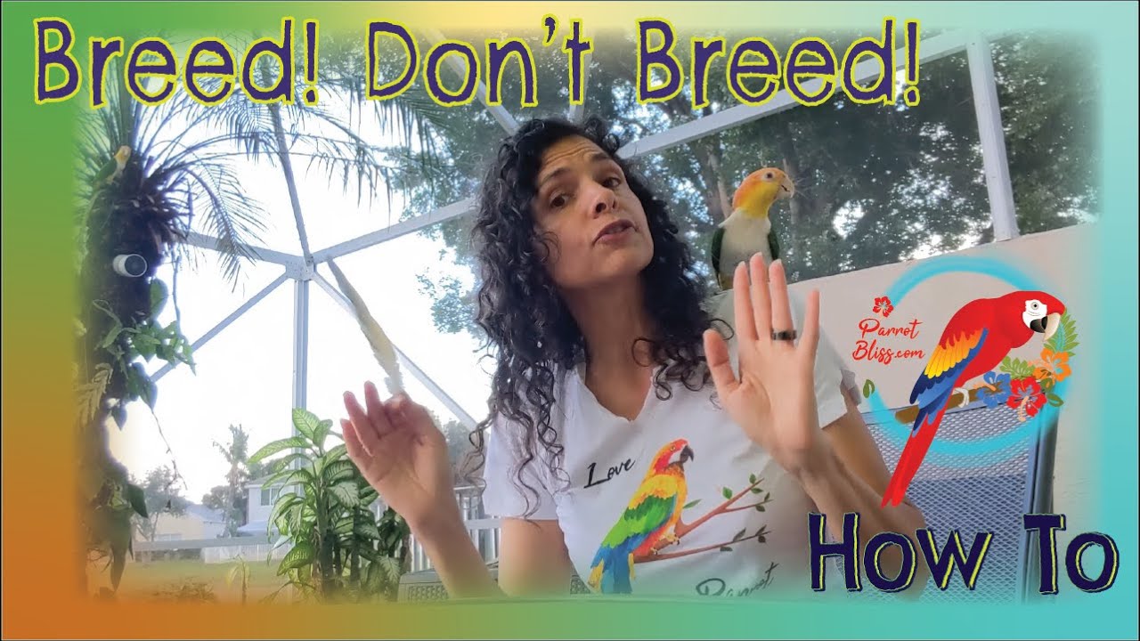 #Parrots How To Encourage Them To Breed Or Not To #Parrot_Bliss