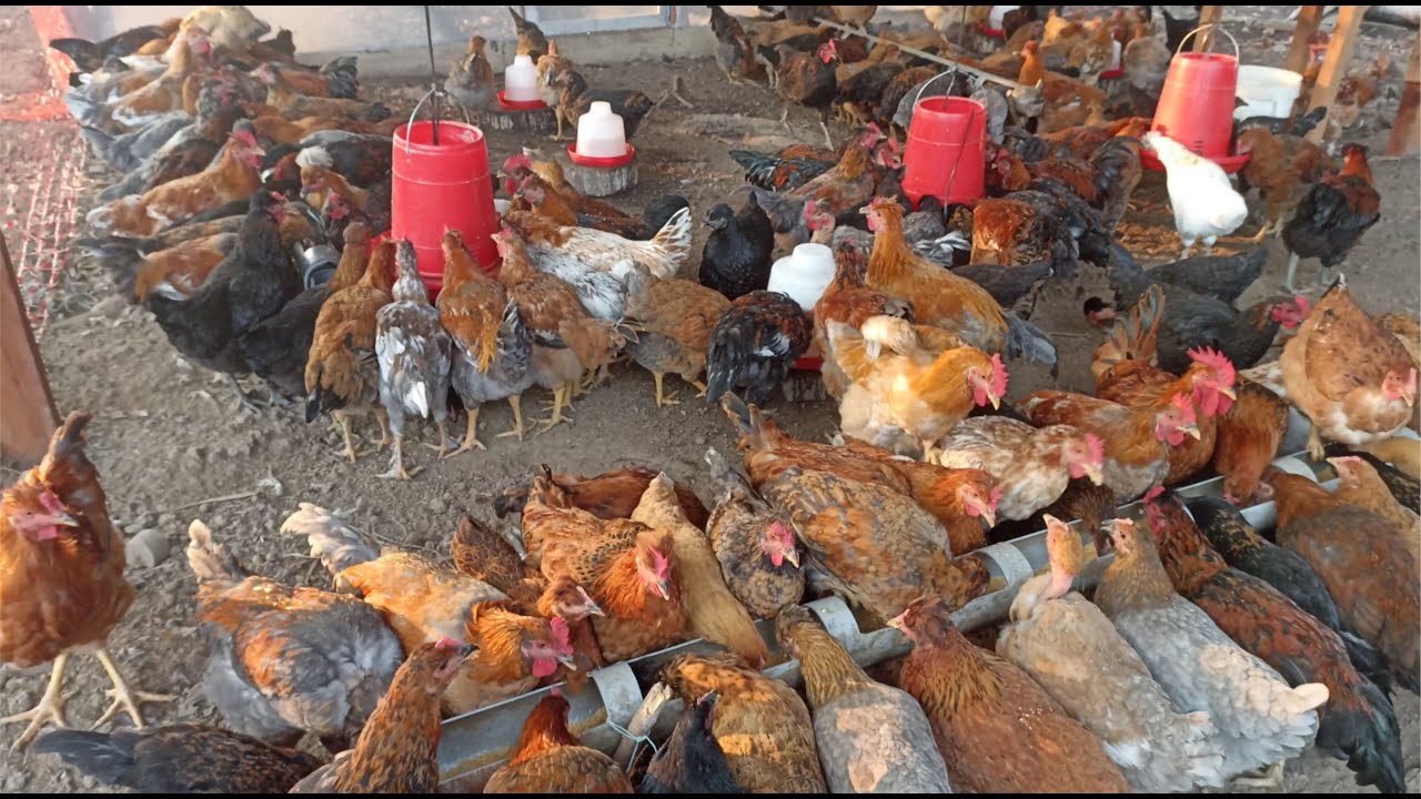 Crianza de Gallinas Criollas en la selva peruana ucayali, gallinas de pastoreo