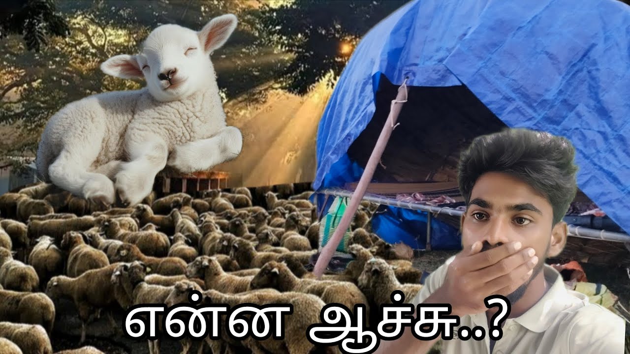 😔ஆட்டுக்குட்டிக்கு இப்படி எல்லாம் ஆகுமா..?⛺🌴#villagelife #lifestyle #trending #tamil #sheep 