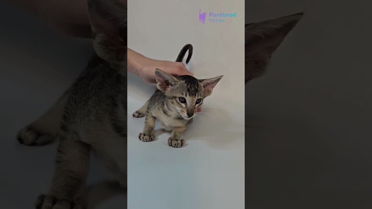 Meet Nord: The Energetic Oriental Shorthair, Ebony Ticked Tabby 😺💚 