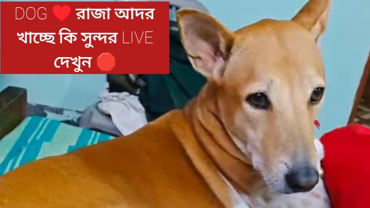 Raja Rani Funny Cute Moments 😍 | Daily Life of Dog Couple | Pet Shorts #shorts  #RajaRani