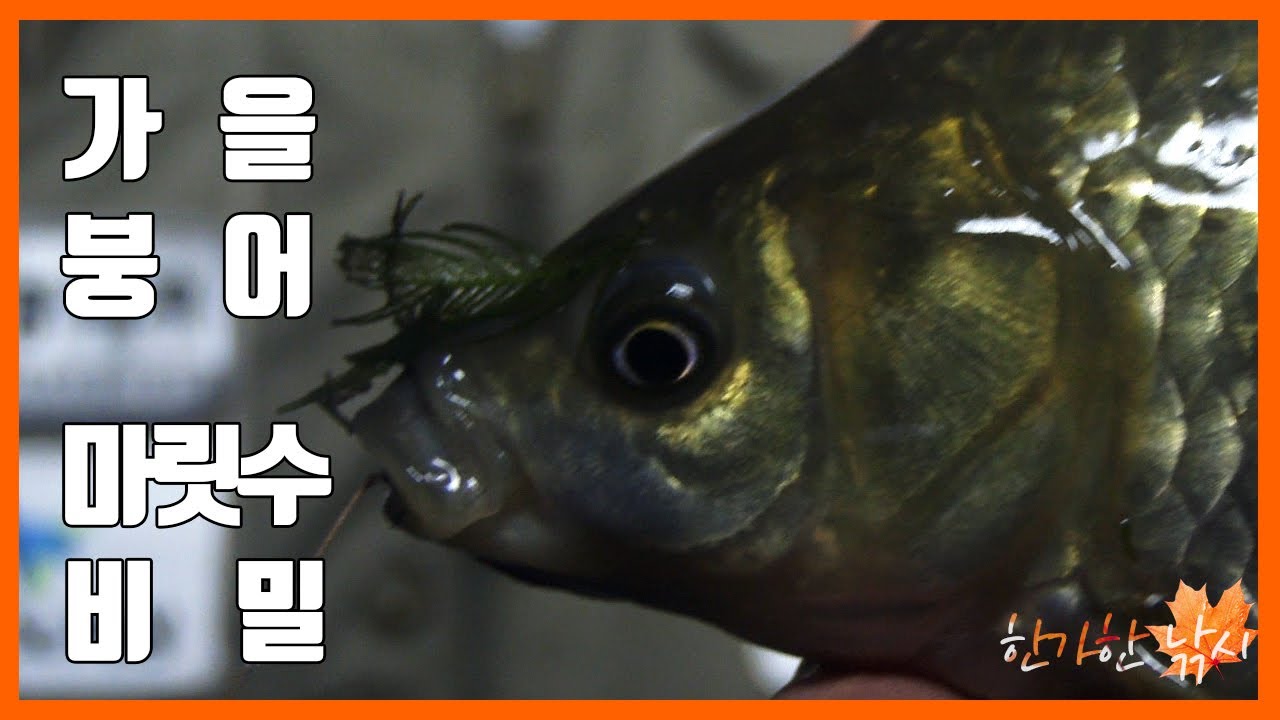 [FTV 한가한낚시] 의성 강 낚시 붕어낚시 마릿수 대폭발