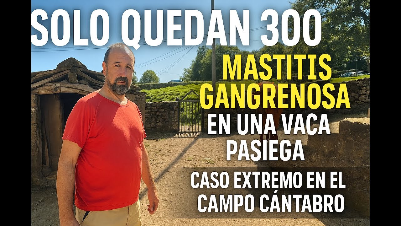 “SOLO QUEDAN 300 EN EL MUNDO 🐄 | Caso extremo de mastitis gangrenosa en una vaca pasiega”