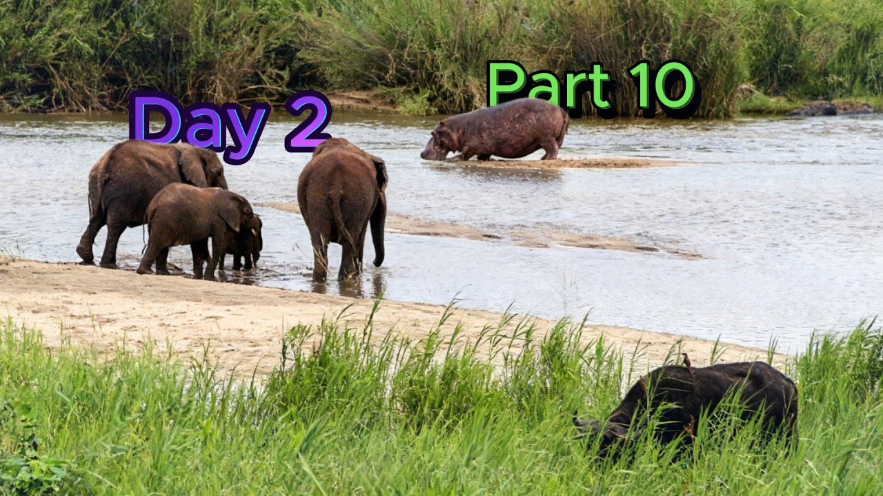 😊Elephants / Olifante | Hippo / Seekoei | Buffel / Buffelo | Kruger National Park